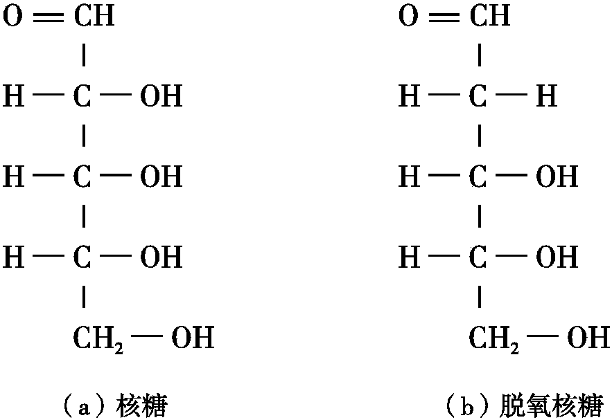 (三)生命的形成離不開糖